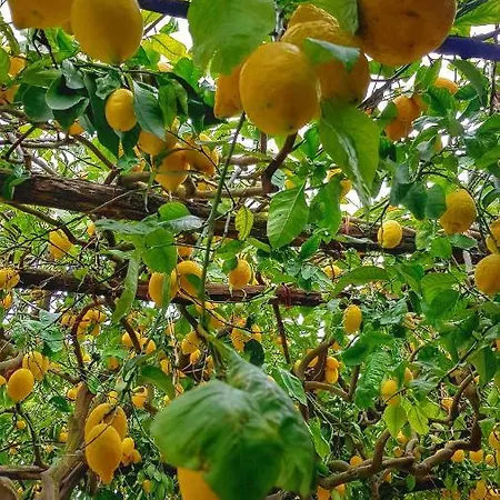 Il Limoneto Degli Angeli * 米诺利