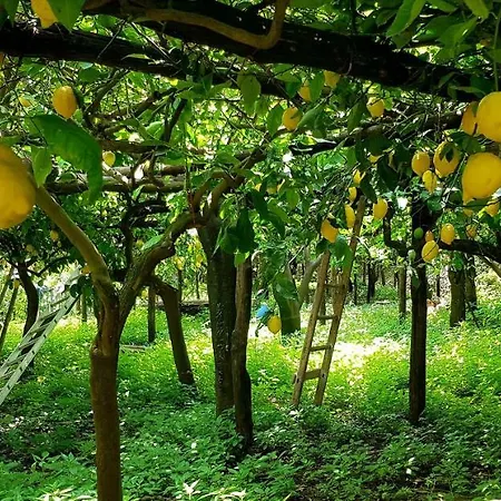Il Limoneto Degli Angeli * 米诺利