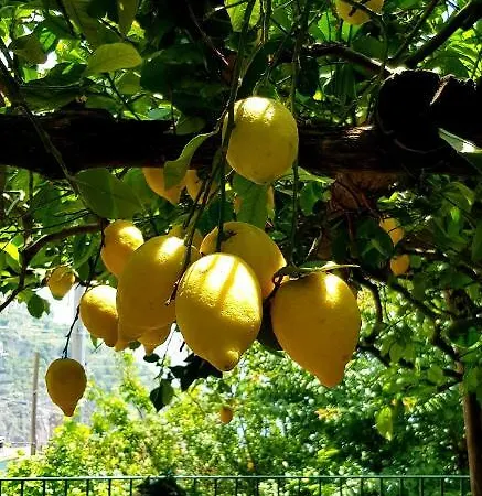 Il Limoneto Degli Angeli